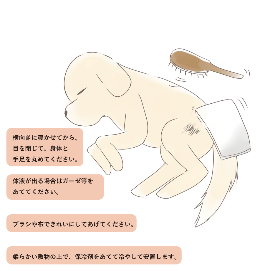 最愛のペットが亡くなったら